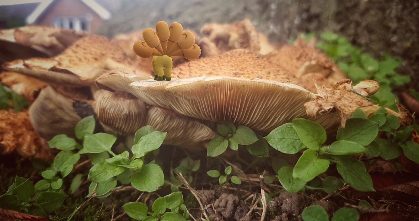 LILEEP A PLANTA DE PEDRA DOUTRINA NA COPA ELEMENTAL ELEMENTE CUP