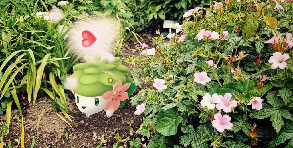 Which is better? Shaymin Ground form or Sky form? : r/PokemonGoMystic