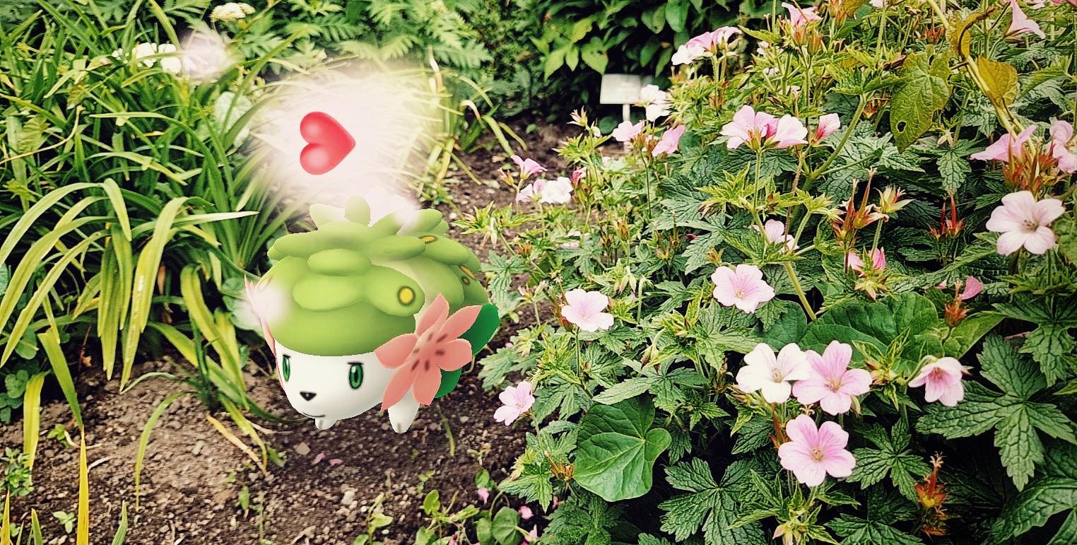 Grass and Gratitude - Catching Shaymin in Pokemon Go