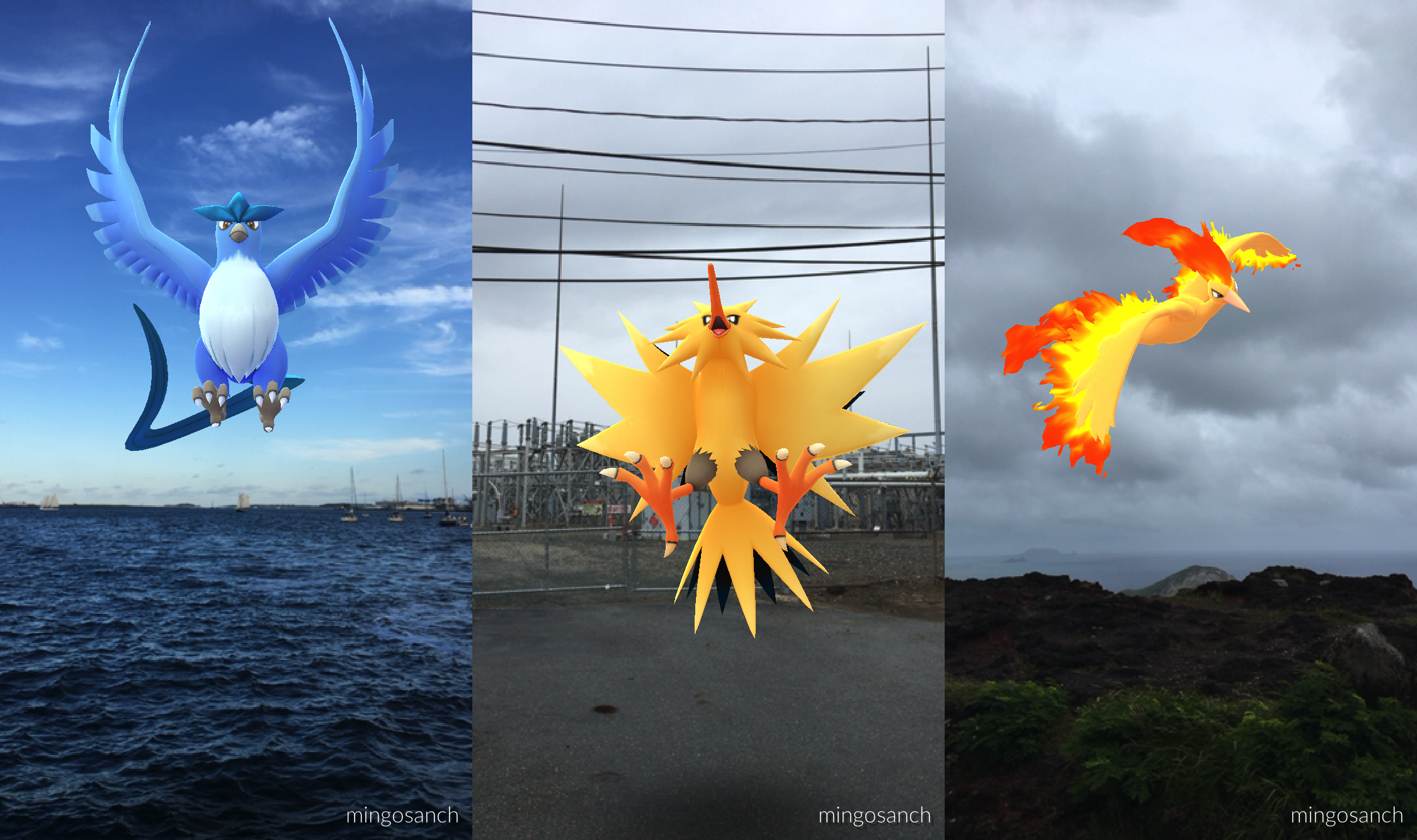 Moltres shiny showcase