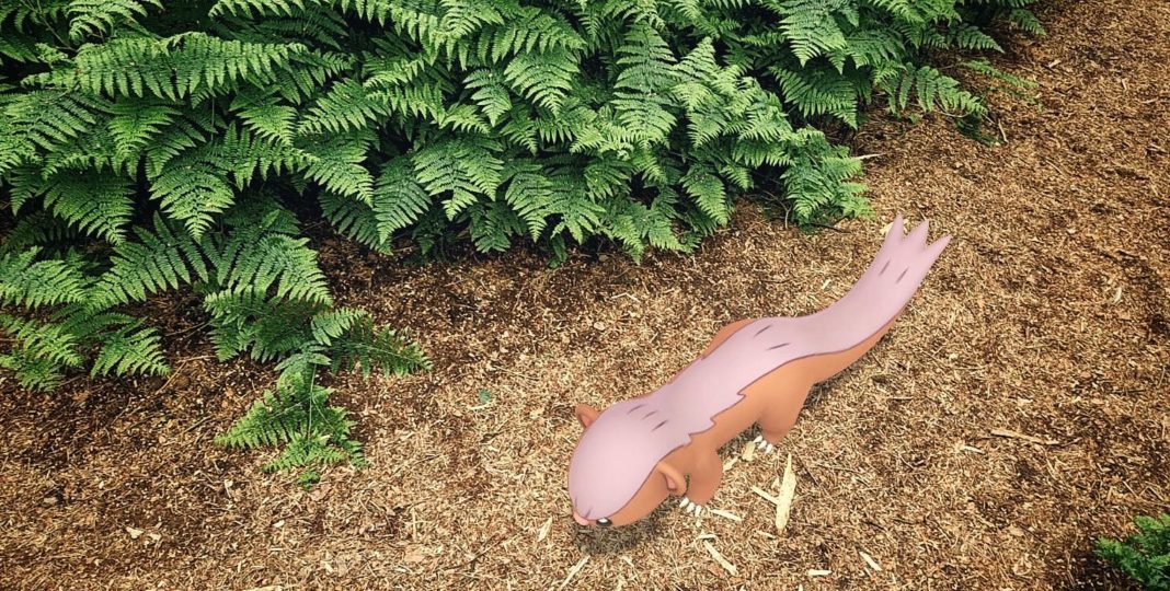 A shiny Yungoos is photographed from above, running along a forest pathway towards your feet which are off camera. Next to the Yungoos are are ferns.