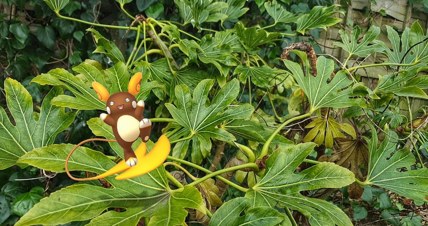 A shiny Alolan Raichu amongst large green leaves (a Pokémon GO AR photo)