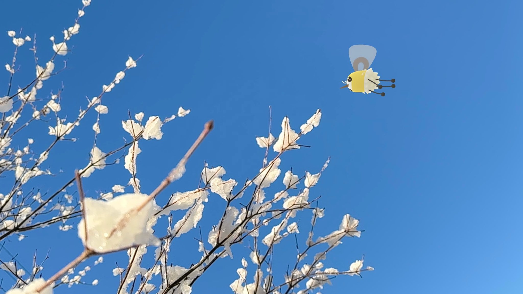 A tiny Cutiefly soars in a blue sky, over snow covered tree branches