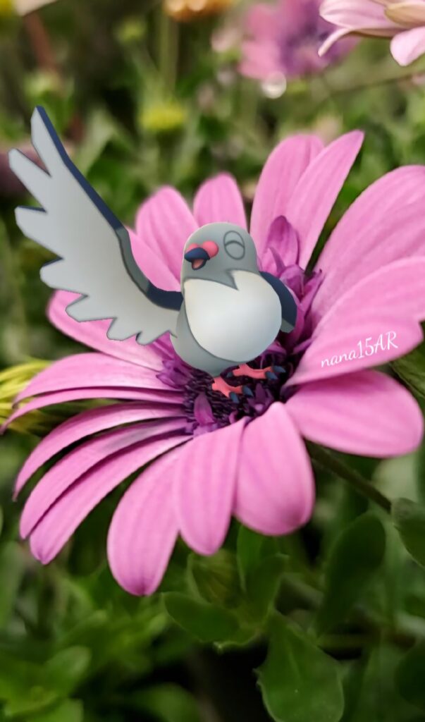 A Pidove on a purple flower