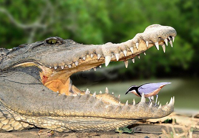 An Egyptian Plover Bird and a Nile Crocodile