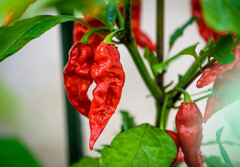 a bunch of ghost pepper chillis from India