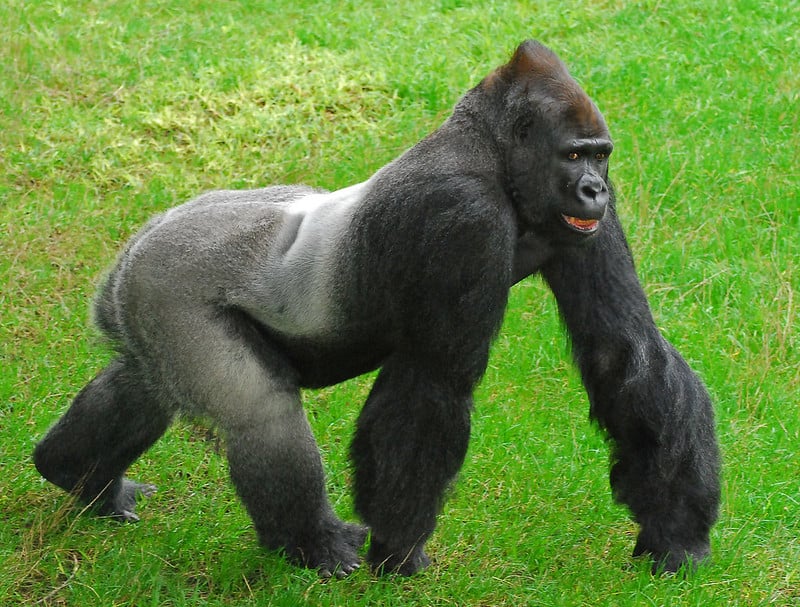 a silverback gorilla knuckle-walking