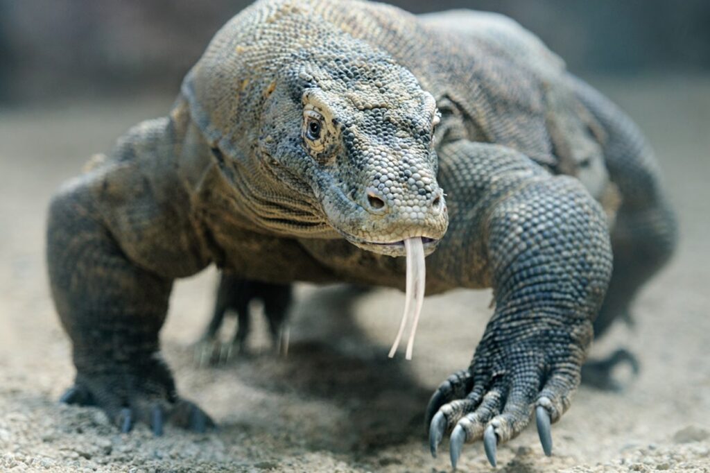 a komo dragon in the wild