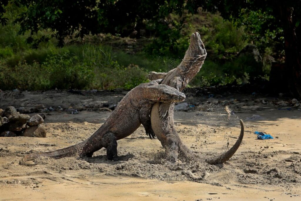 two komodo dragons fighting