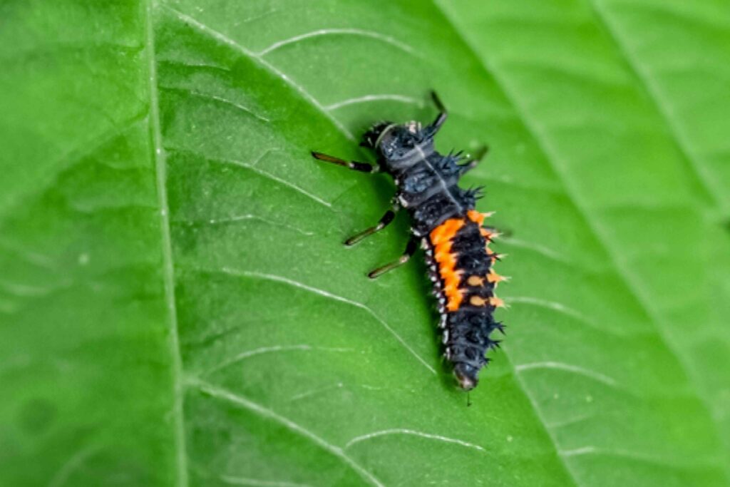 ladybug larva