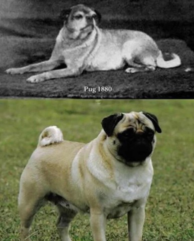 pugs in 1880s and now