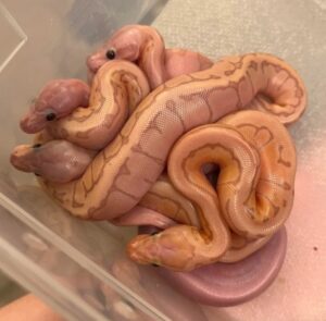 spider ball python tyoung themselves up