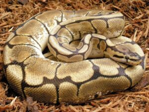 spider ball python