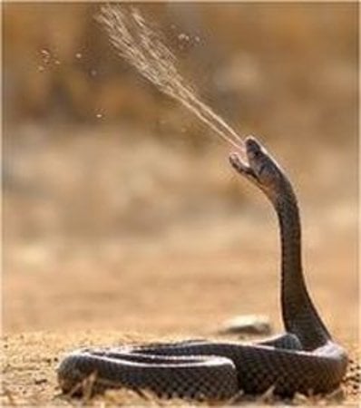 a spitting cobra